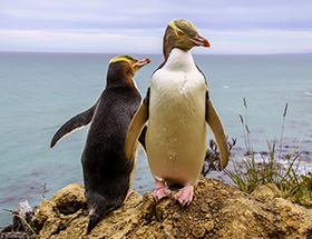 Yellow Eyed Penguins (Hoiho) on the Otago Peninsula